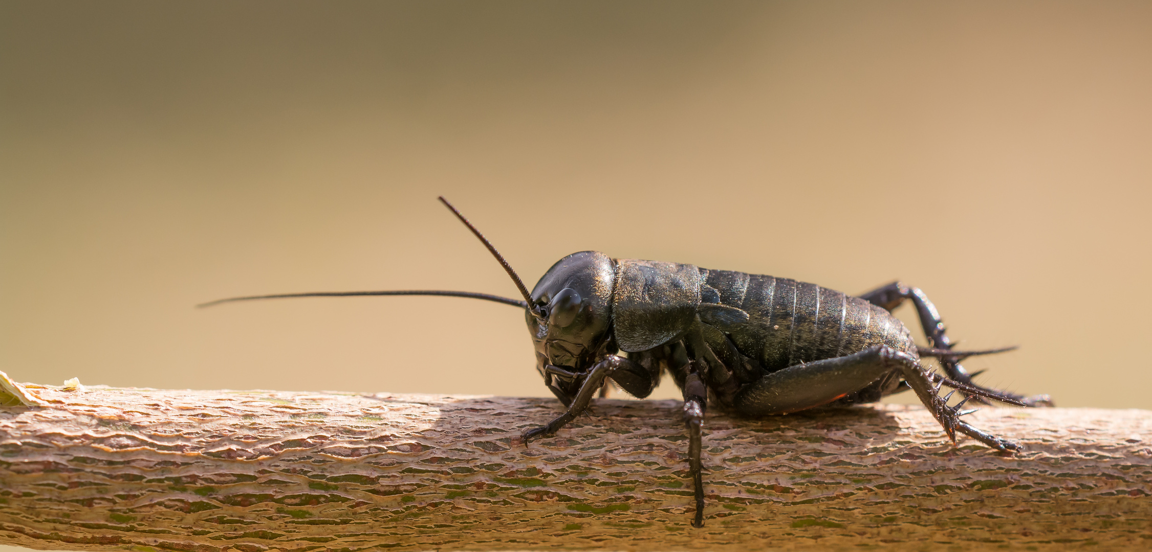 Feldgrille Foto & Bild tiere, wildlife, insekten Bilder auf
