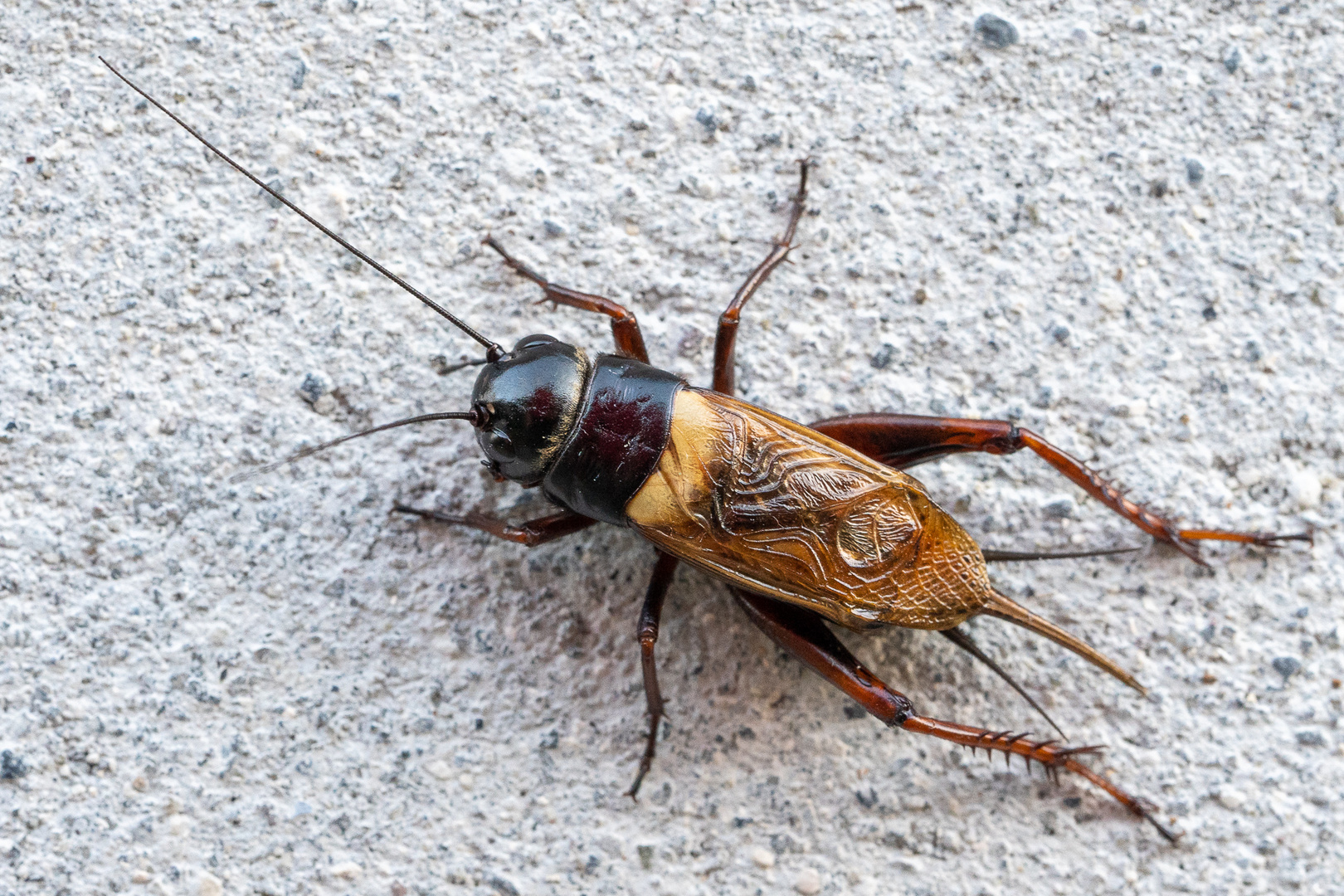 Feldgrille (Gryllus campestris) 