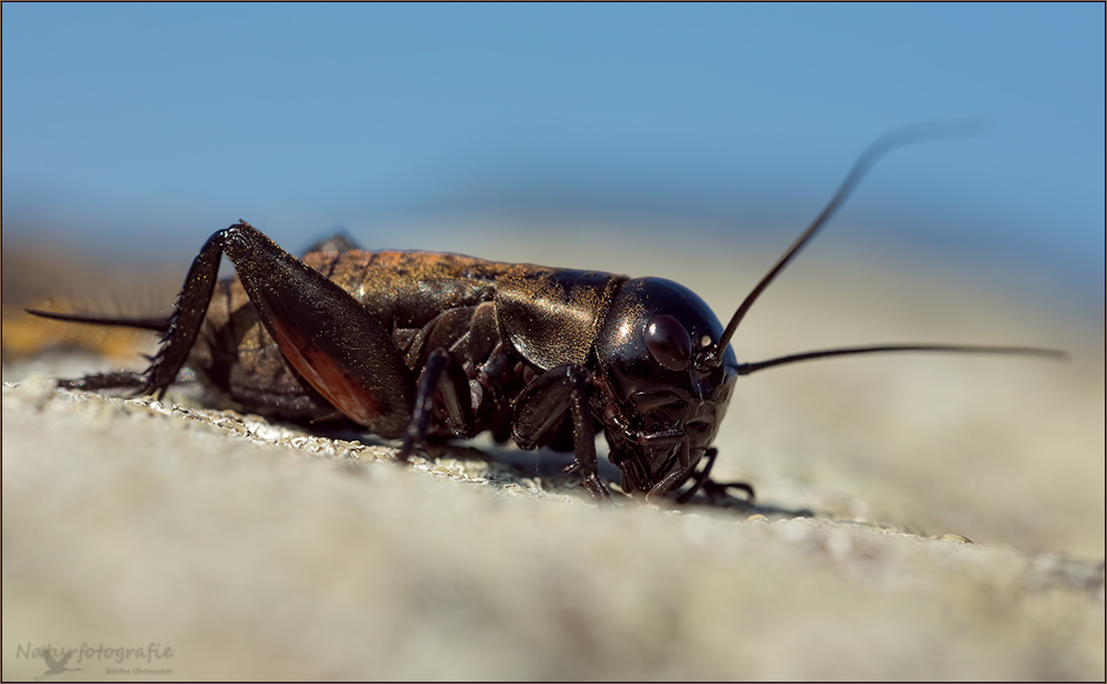 feldgrille (Gryllus campestris) 01/13