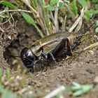 Feldgrille (Gryllus campestris)