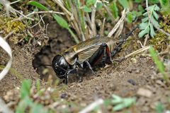 Feldgrille (Gryllus campestris)