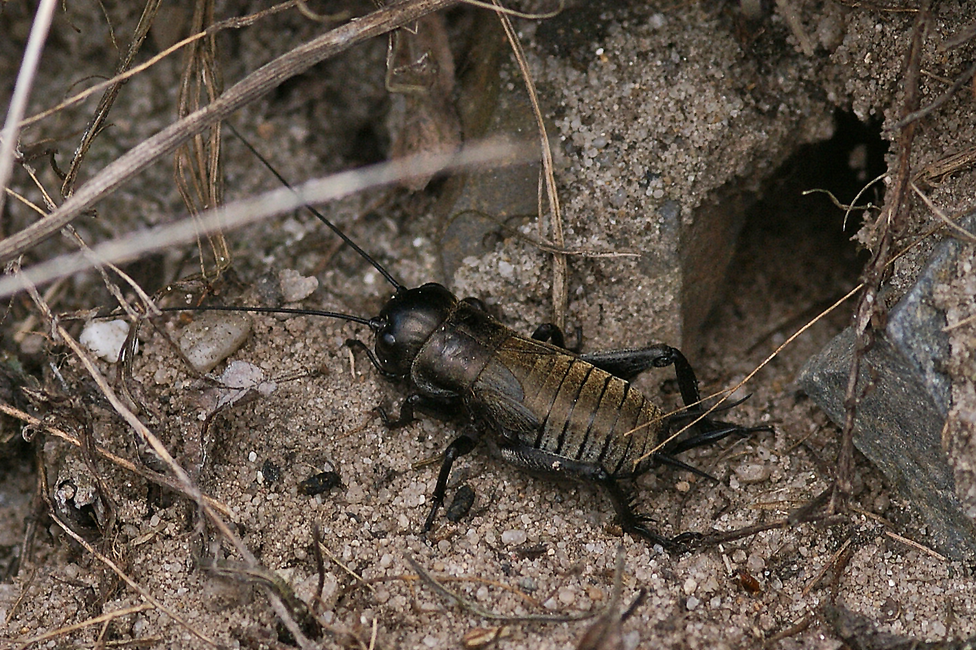 Feldgrille (Gryllus campestris) beim Frühjahrsputz