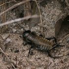 Feldgrille (Gryllus campestris) beim Frühjahrsputz