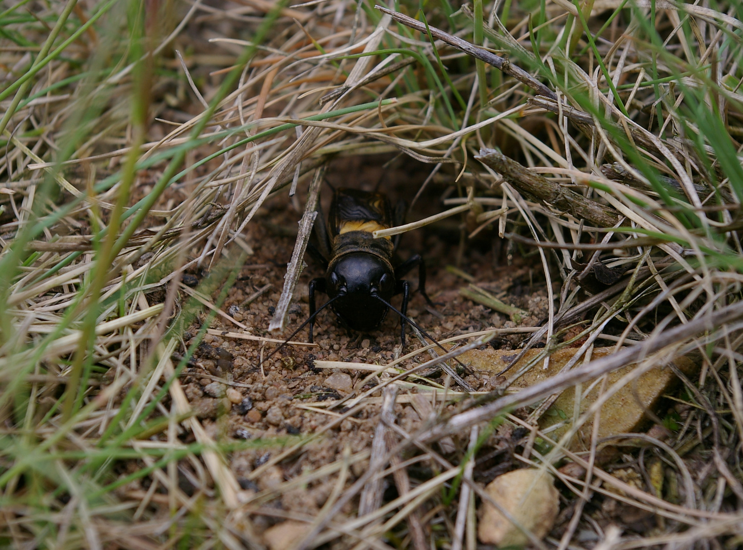 Feldgrille (Gryllus campestris)