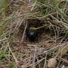 Feldgrille (Gryllus campestris)