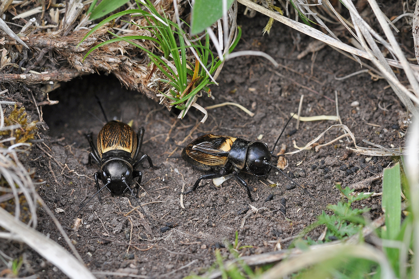 Feldgrille (Gryllus campestris) im Doppelpack