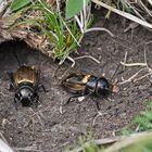 Feldgrille (Gryllus campestris) im Doppelpack