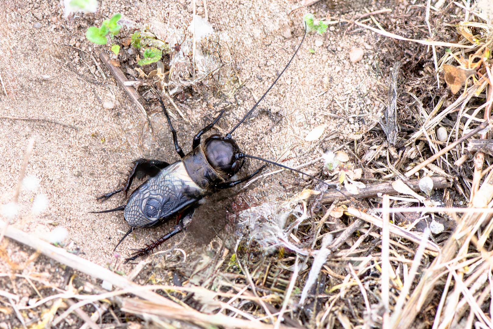 Feldgrille (Gryllus campestris)  Männchen