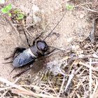 Feldgrille (Gryllus campestris)  Männchen