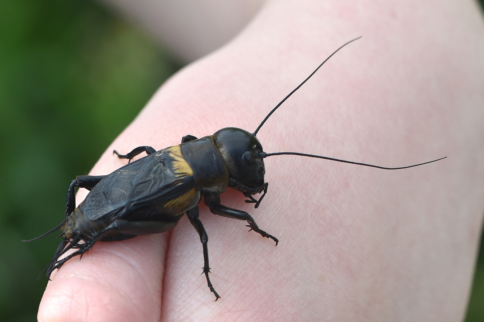 Feldgrille (Gryllus campestris) Männchen