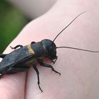 Feldgrille (Gryllus campestris) Männchen