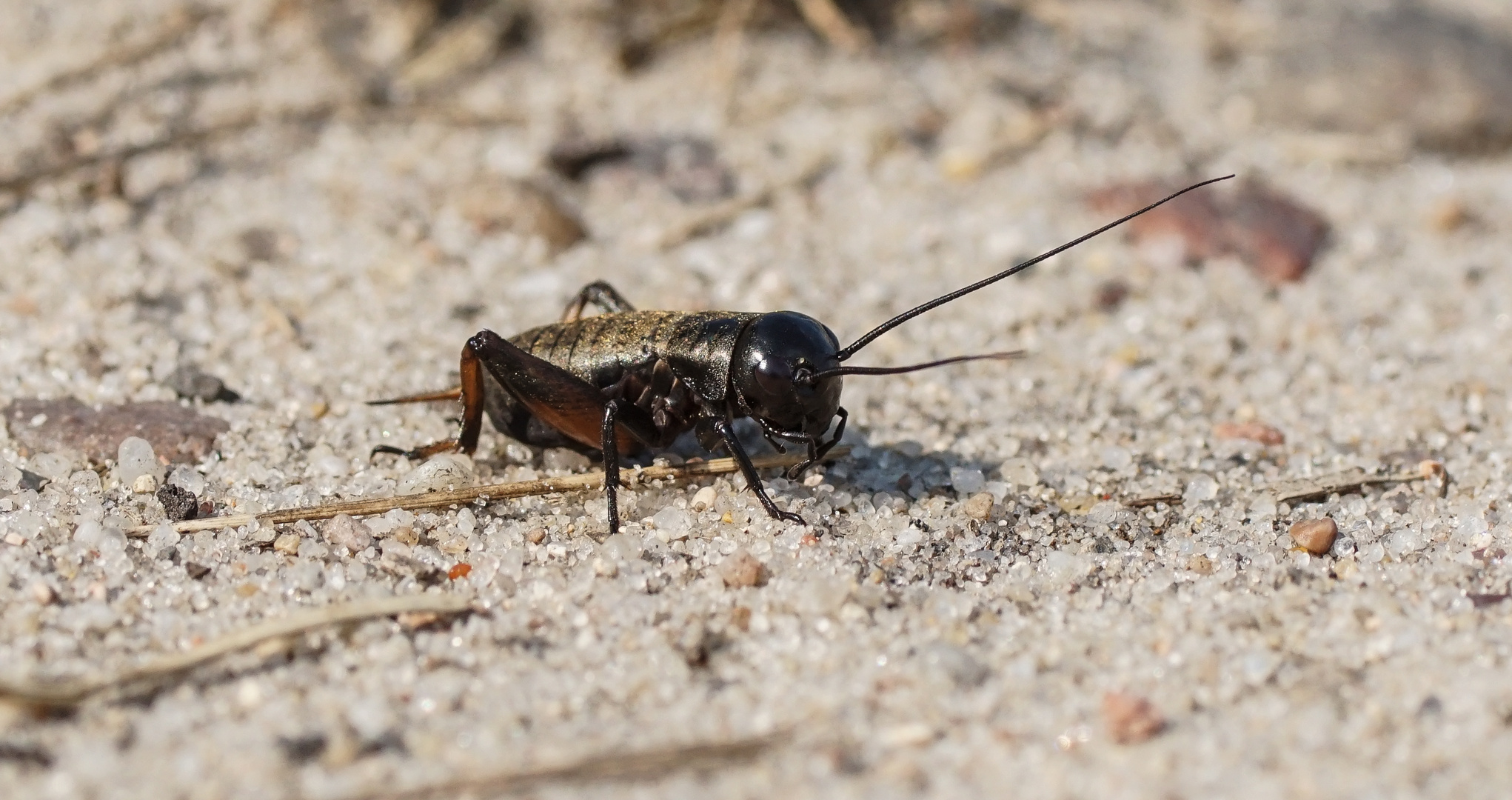 Feldgrille Gryllus campestris (Nymphe)