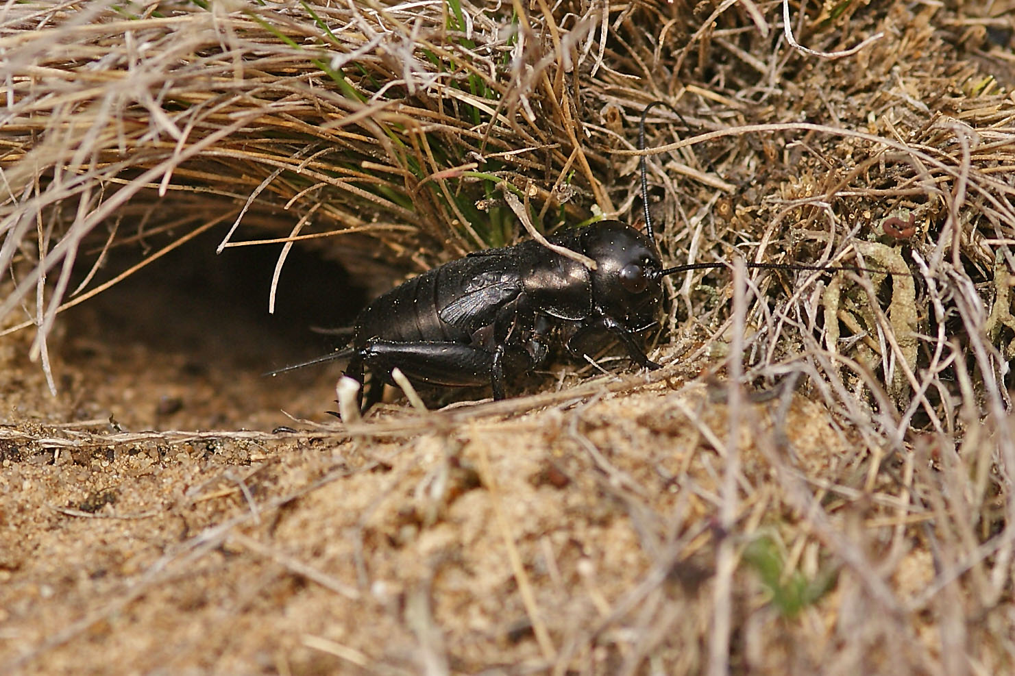 Feldgrille (Gryllus campestris) vor ihrem Bau