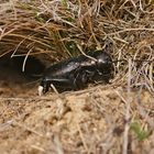 Feldgrille (Gryllus campestris) vor ihrem Bau