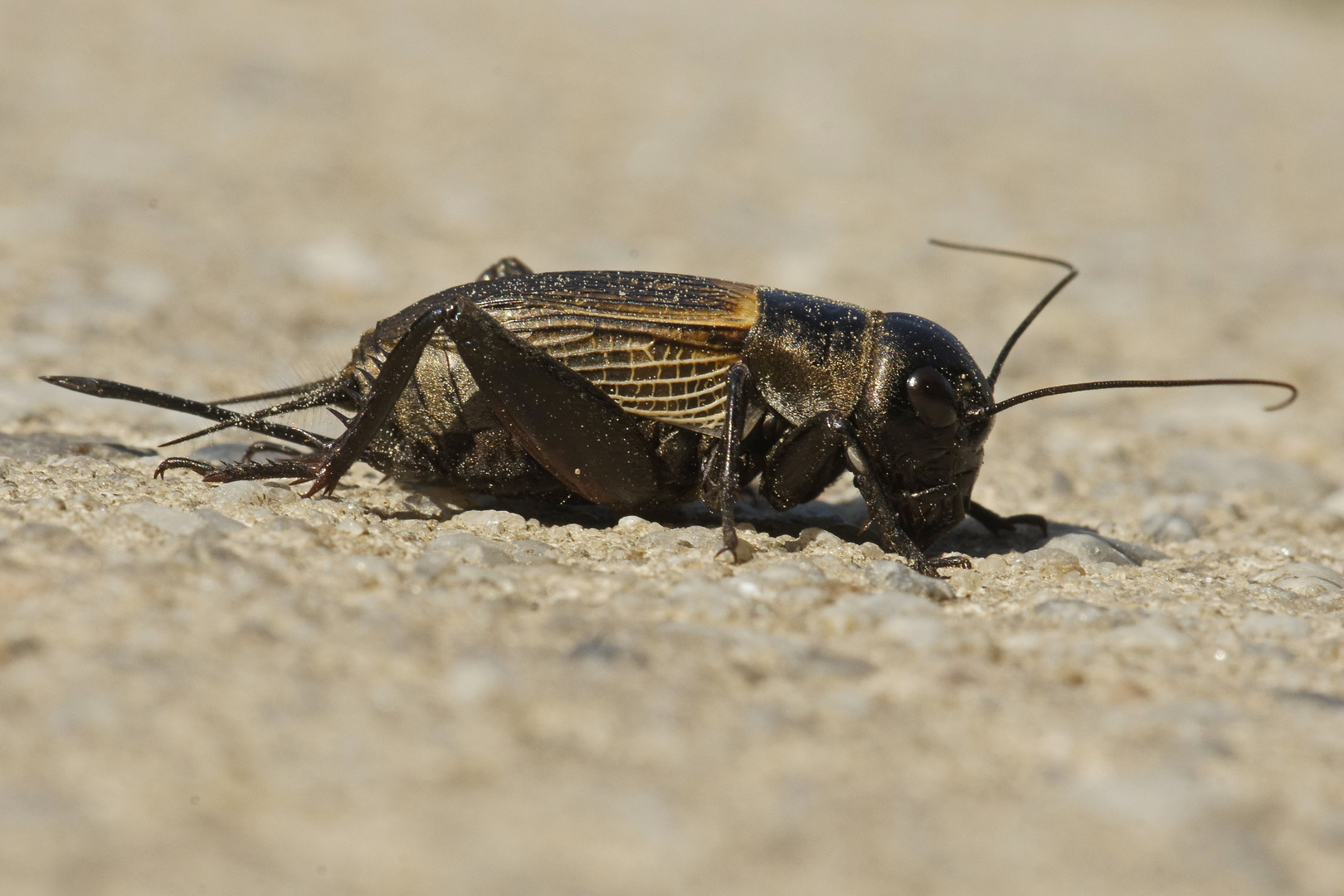 Feldgrille (Gryllus campestris), Weibchen