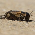 Feldgrille (Gryllus campestris), Weibchen