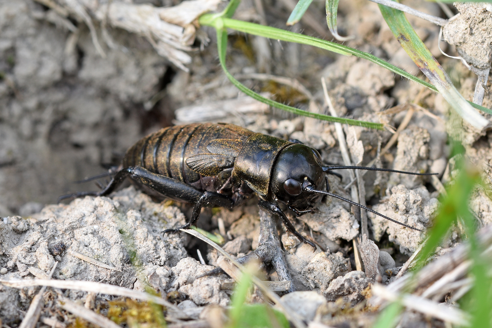 Feldgrille (Gryllus campestris); Weibchen 