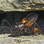 Feldgrille (Gryllus campestris), Zirpendes Männchen. - Grillon champêtre.