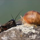 feldgrille trifft schnecke