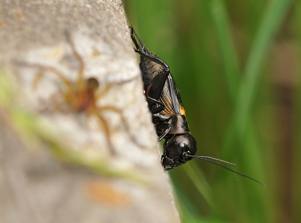 Feldgrille und Spinne - scheinbare Eintracht?