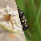 Feldgrille und Spinne - scheinbare Eintracht?