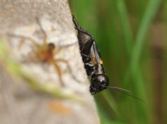 Feldgrille und Spinne - scheinbare Eintracht?