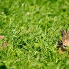 Feldhaasen (Lepus europaeus)