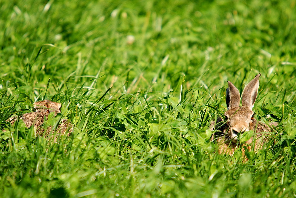 Feldhaasen (Lepus europaeus)