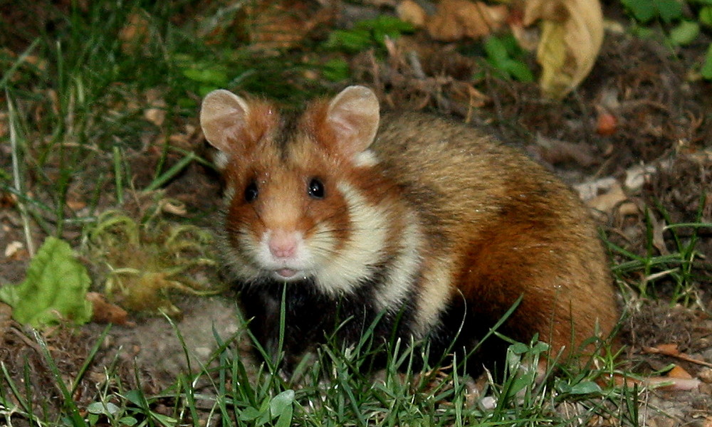 Feldhamster Foto &amp; Bild tiere, wildlife, säugetiere