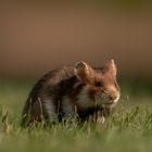 Feldhamster - Cricetus cricetus - Common hamster