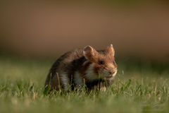Feldhamster - Cricetus cricetus - Common hamster