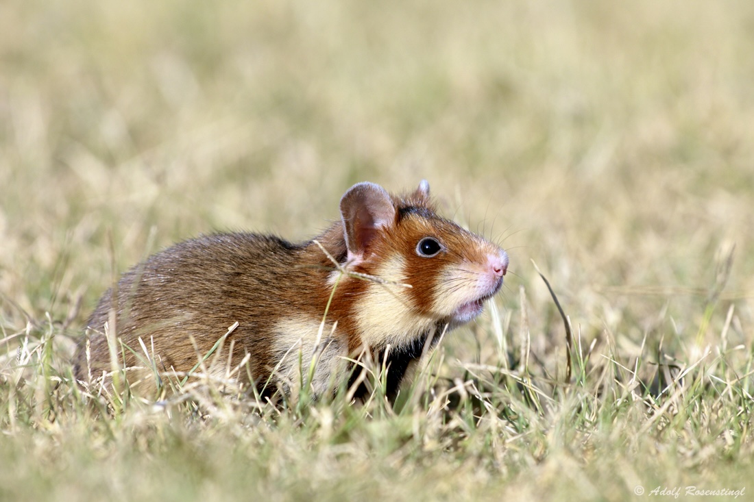 Feldhamster (Cricetus cricetus)