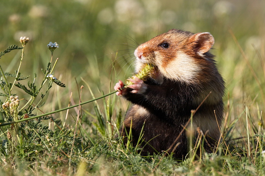 Feldhamster Foto & Bild | tiere, wildlife, säugetiere Bilder auf