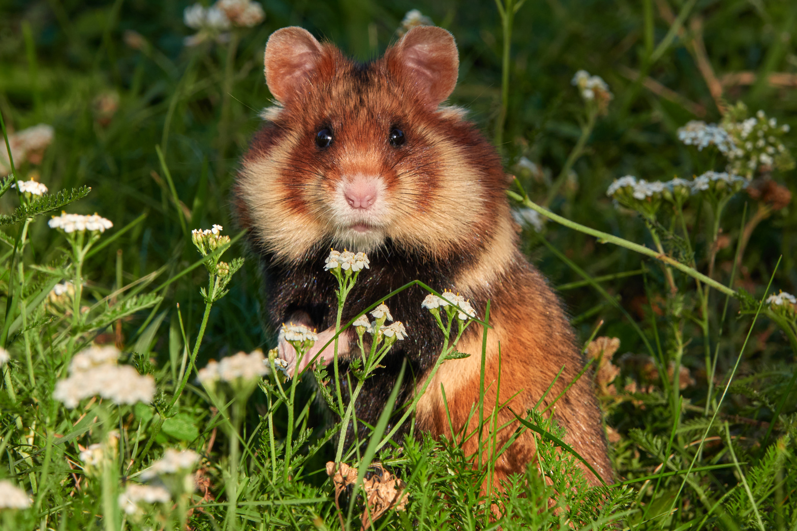 Feldhamster in Wien Foto & Bild | tiere, wildlife, wildlife in der