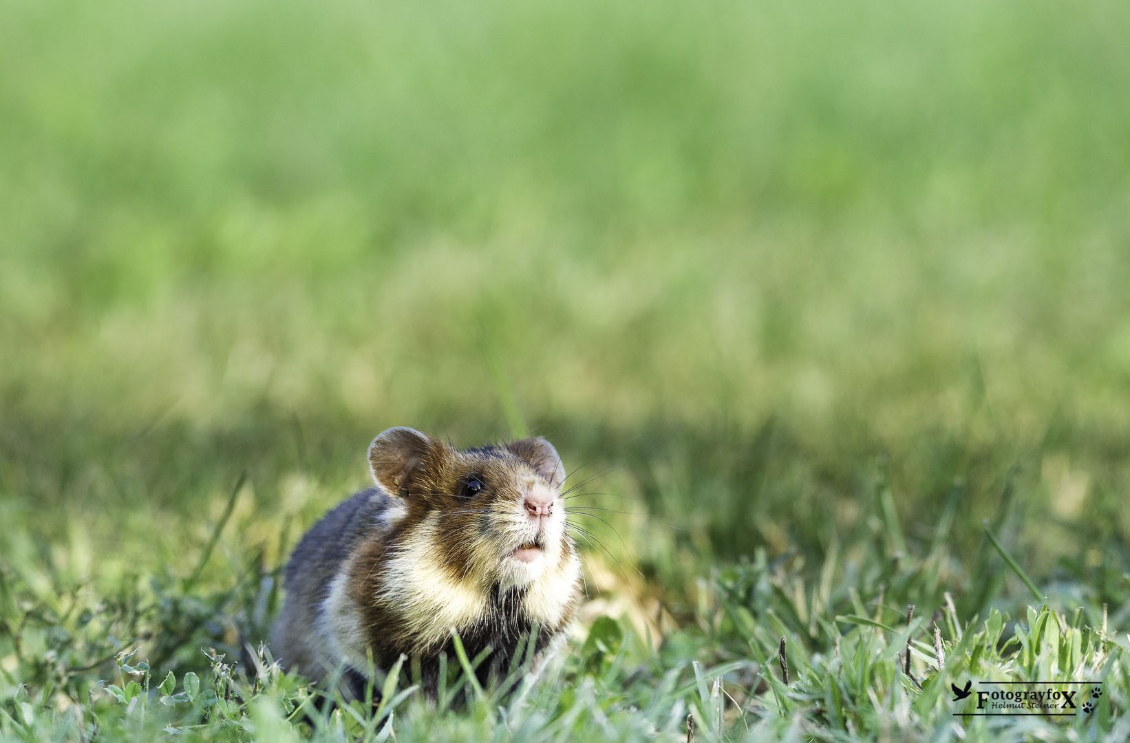 Feldhamster mit der Nase im Wind