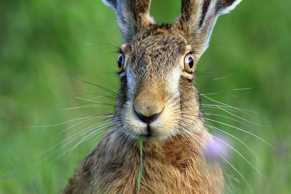Feldhase Foto & Bild | hase, natur, tiere Bilder auf fotocommunity