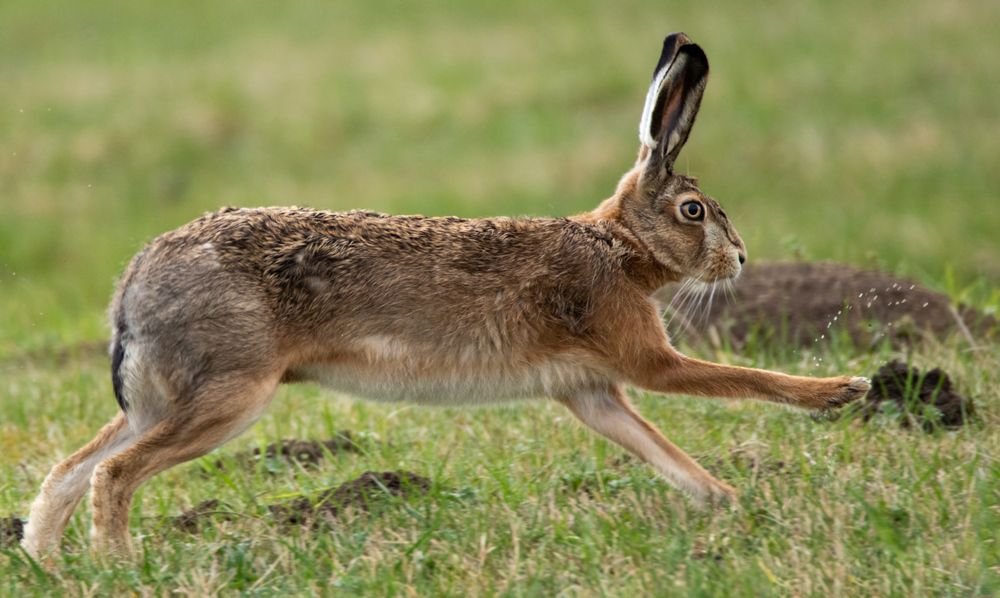 Feldhase 002 Foto & Bild | deutschland, europe, nordrhein- westfalen