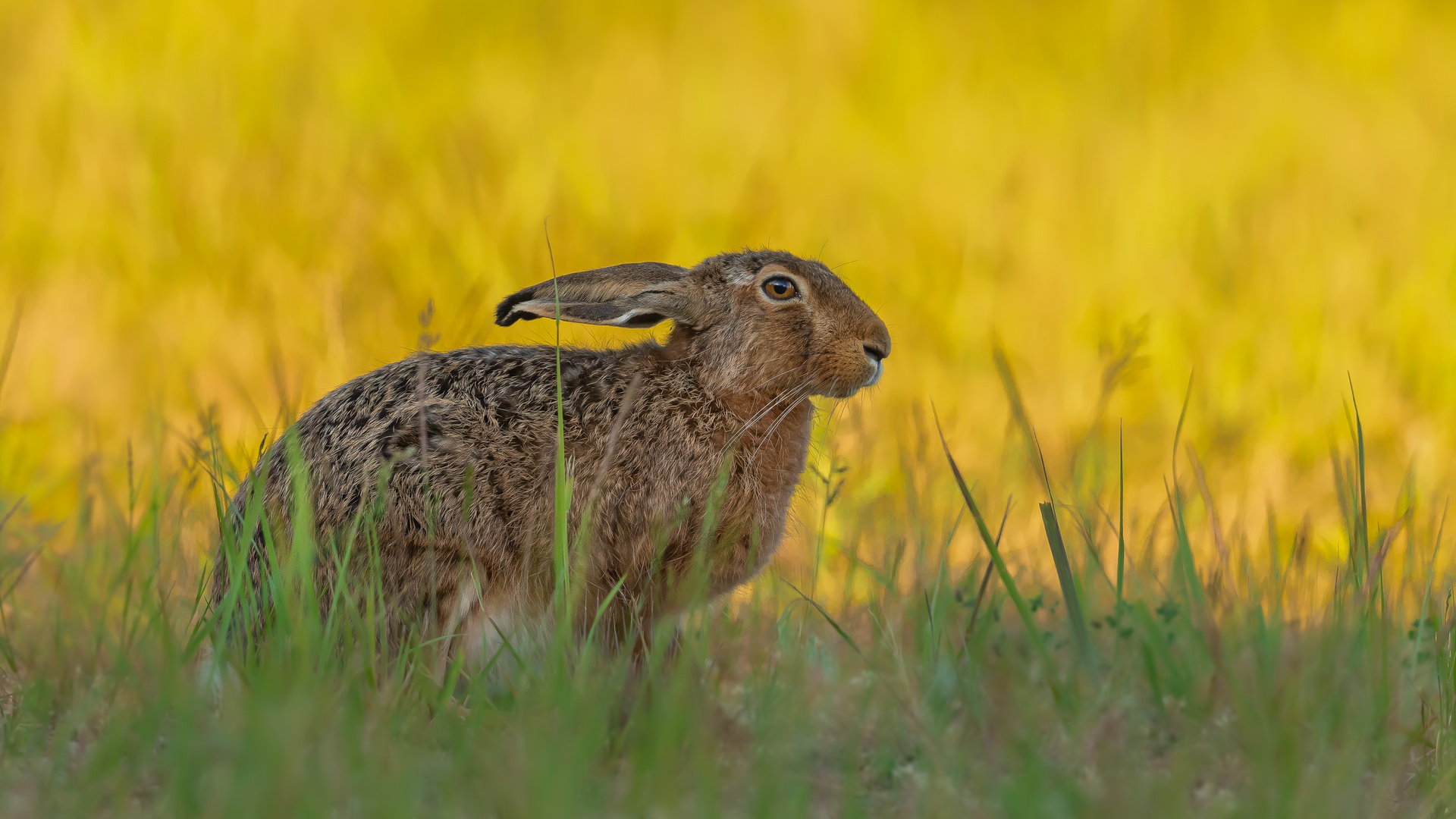 Feldhase Foto & Bild | hase, natur, tiere Bilder auf fotocommunity