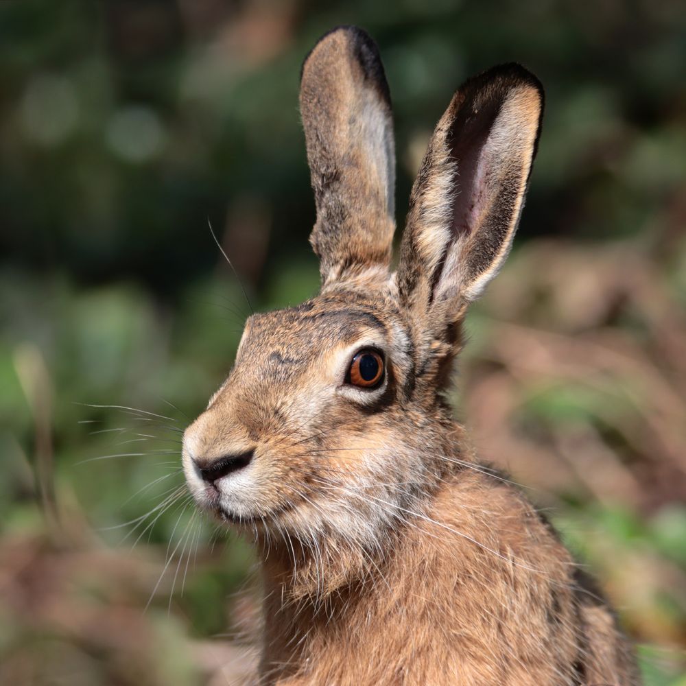 Feldhase Foto & Bild | wald, wiese, hase Bilder auf fotocommunity