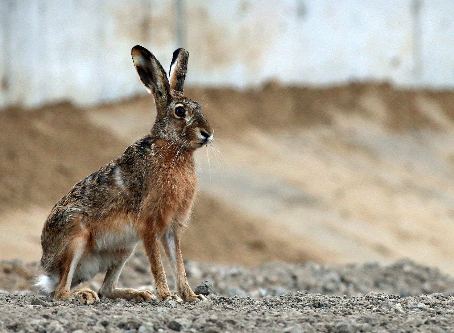 Feldhase -1- Foto & Bild | bilder, fotos, hase Bilder auf fotocommunity