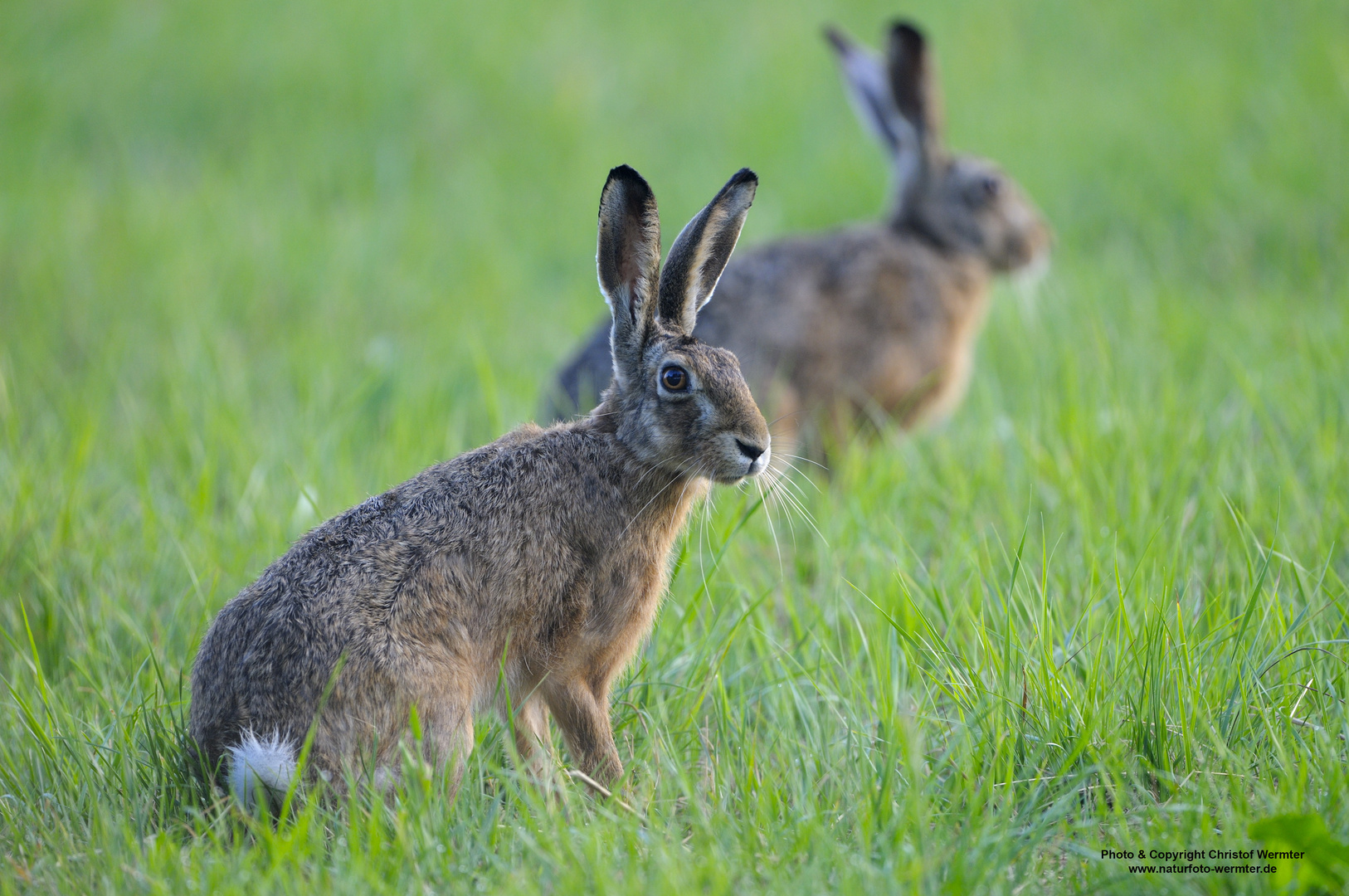 Feldhase Foto & Bild | tiere, wildlife, säugetiere Bilder auf fotocommunity