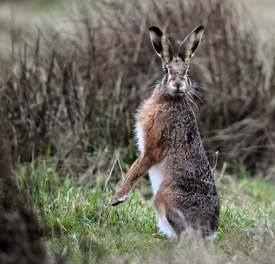 Feldhase Foto & Bild | tiere, wildlife, säugetiere Bilder auf fotocommunity