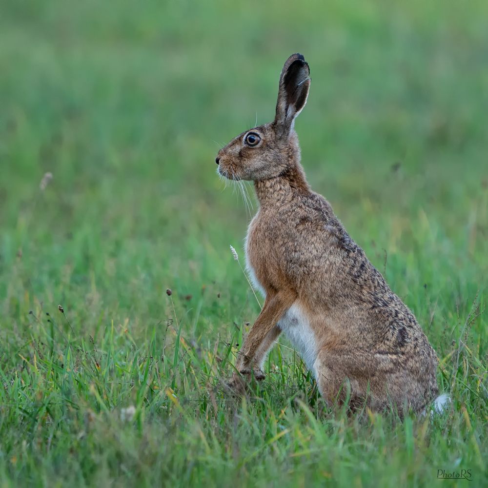 Feldhase Foto & Bild | tiere, wildlife, säugetiere Bilder auf fotocommunity