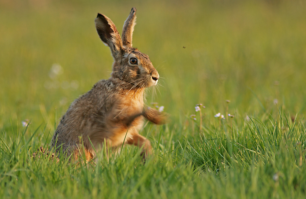 Feldhase 2 Foto & Bild | tiere, wildlife, säugetiere Bilder auf