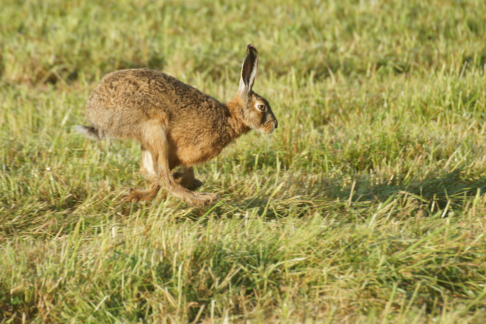 Feldhase Foto & Bild | tiere, wildlife, säugetiere Bilder auf fotocommunity