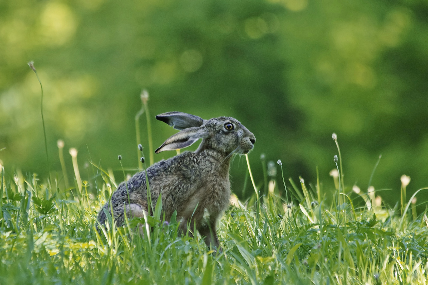Feldhase Foto & Bild | natur, tiere, wildlife Bilder auf fotocommunity