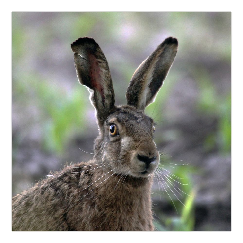 Feldhase Foto & Bild | hase, wildlife, feldhase Bilder auf fotocommunity