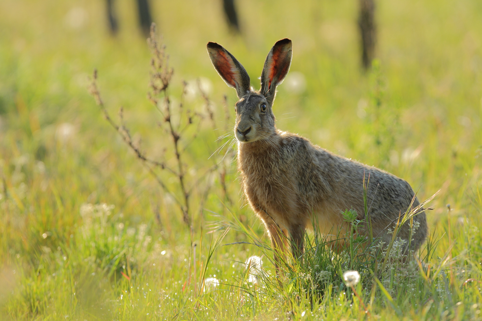Feldhase Foto & Bild | tiere, wildlife, natur Bilder auf fotocommunity