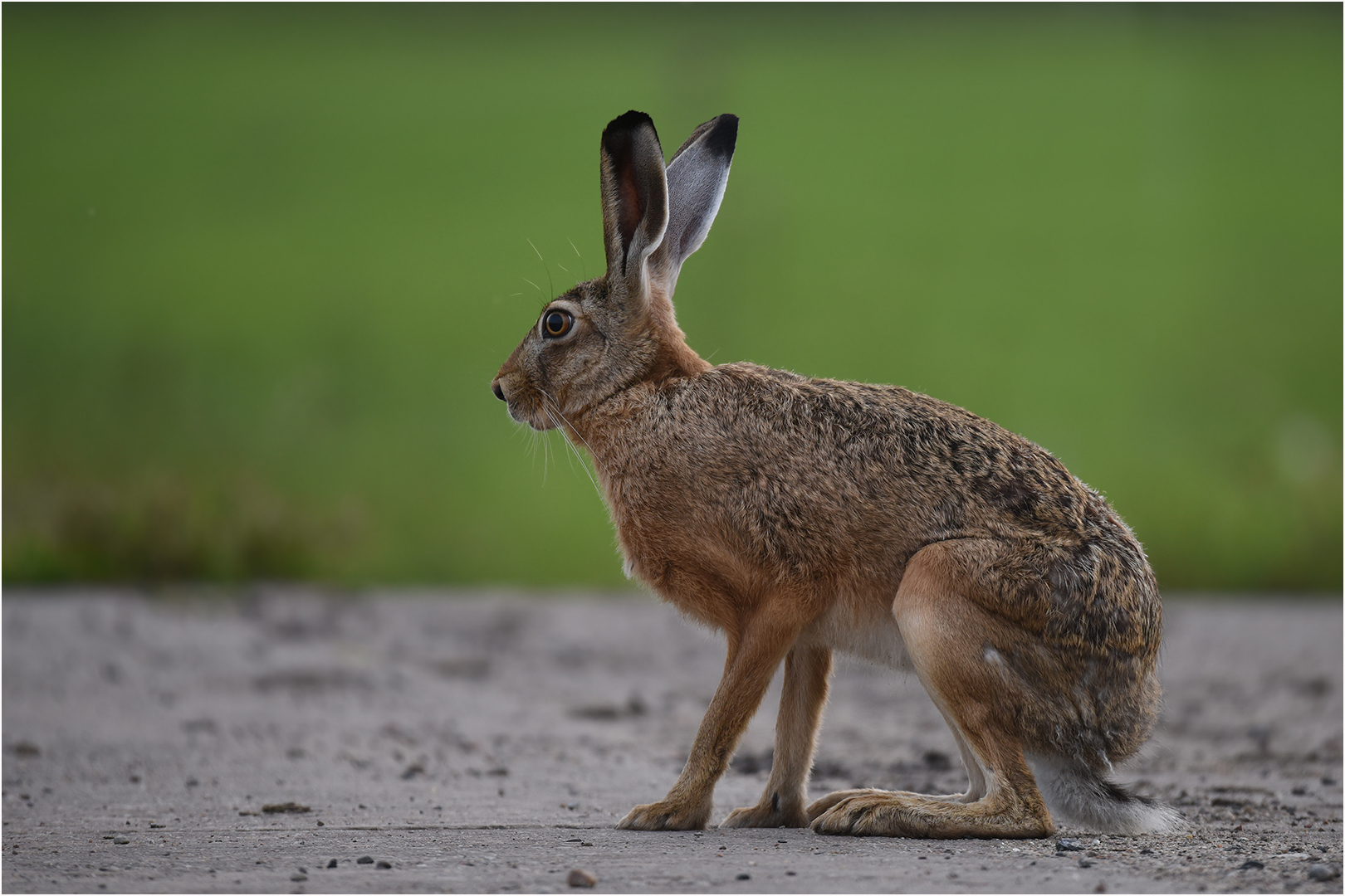 Feldhase Foto & Bild | tiere, wildlife, säugetiere Bilder auf fotocommunity
