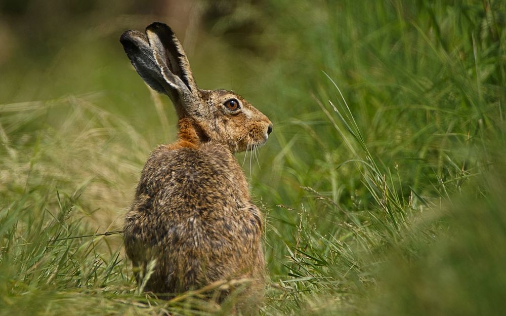 Feldhase Foto & Bild | tiere, wildlife, hase Bilder auf fotocommunity